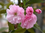 Cherry Tree Blossoms