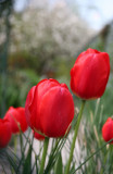 Red Tulips at the Head of a Garden Path