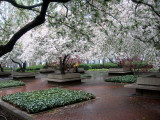 Crab Apple Tree Blossoms