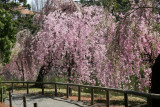 Cherry Tree Blossoms - Japanese Pond Garden