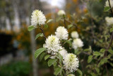 Fothergilla Bush Blossoms