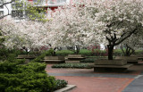 Crab Apple Trees in Bloom