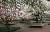 Crab Apple Trees in Bloom