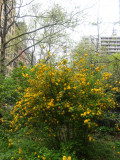 Playground Garden - Kerria Bushes in Bloom