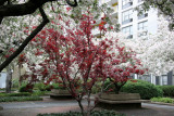 Japanese Red Leaf Maple & Crab Apple Trees in Bloom