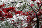Japanese Red Leaf Maple & Crab Apple Trees in Bloom