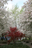 Japanese Red Leaf Maple & Crab Apple Trees in Bloom