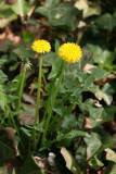 Dandelions in an Ivy Bed