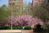 Park View - Cherry Tree Blossoms
