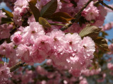 Cherry Tree Blossoms