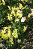 Daffodils & Tulip