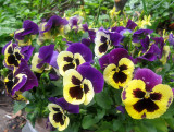 Pansies