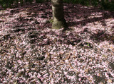 Ground Cover  - Dappled Sunlight & Cherry Blossom Petals