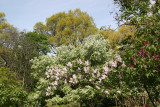 Central Park Conservatory