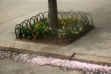 MTA  1 Bus Ride Window Shots - Park Avenue Sidewalk Garden with Fallen Cherry Tree Blossoms