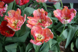 Parrot Tulips - Sidewalk Garden Planter Boxes