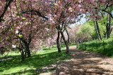 Cherry Tree Grove Path