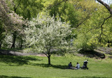 Family Outing near an Apple Tree in Bloom
