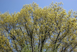 Oak Tree Top Foliage