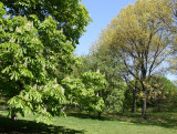 Chestnut & Oak Tree