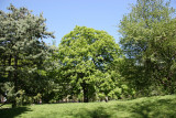 Chestnut Tree