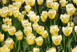 Tulips at West 72nd Street