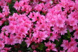 Azaleas