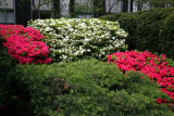 Azaleas