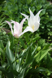 White Tulips with Rain Drops