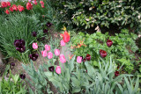 Garden Plot Tulips