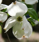 Dogwood Blossoms