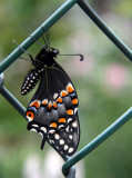 Young Butterfly on a Chain Link Fence