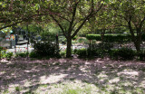 Dappled Light on Fallen Cherry Blossoms