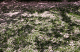 Fallen Cherry Blossoms on Spring Grass