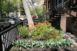 NYU Admissions Center - Flower Garden