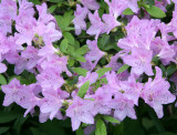 Azaleas