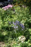 Garden View - Columbine, Bluebells, Azaleas...