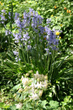 Columbine & Bluebells