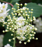 Bridel Bush Blossoms