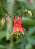 Columbine