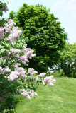 Lilac Hill & Lilacs