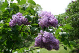 Lilac Hill & Lilacs