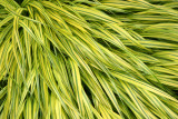 Hakone Grass - Perennial Conservatory Garden