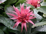 Bromeliad - Caribbean Garden Show