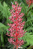 Unknown Plant - Caribbean Garden Show