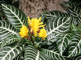 Afelandra Squarrosa - Caribbean Garden Show