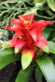 Bromeliad - Caribbean Garden Show
