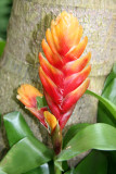 Tsilandia - Caribbean Garden Show