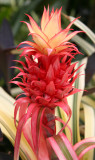 Bromeliad - Caribbean Garden Show