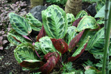 Calatea - Caribbean Garden Show